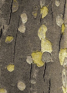 Doğulu bir uçak ağacının kabuğunun dokusu ya da Latince Platanus orientalis. Doğal askeri geçmiş.