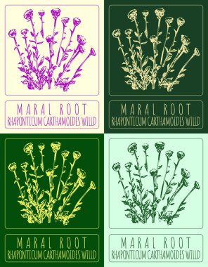 MarAL ROOT 'u çeşitli renklerde çizen vektör kümesi. El çizimi çizimi. Latince adı RHAPONTICUM CARTHAMOIDES WILLD.