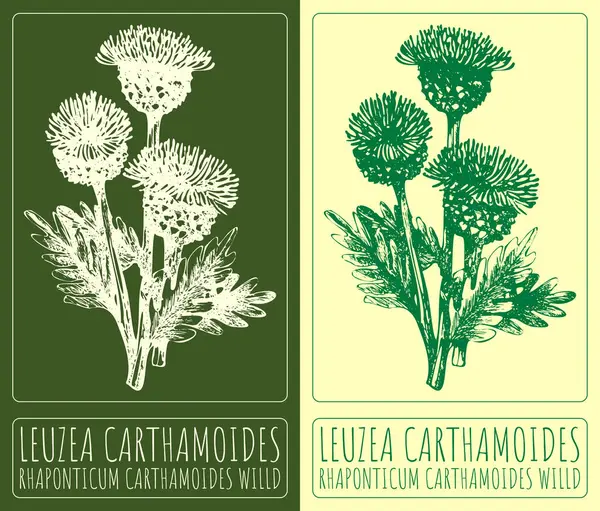 Vektorrajz Leuzea Carthamoides Kézzel Rajzolt Illusztráció Latin Név Rhaponticum Carthamoides — Stock Vector