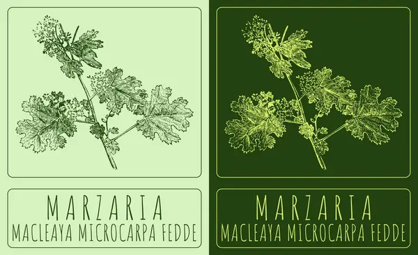 Vektorrajz Marzária Kézzel Rajzolt Illusztráció Latin Név Macleaya Microcarpa Fedde — Stock Vector