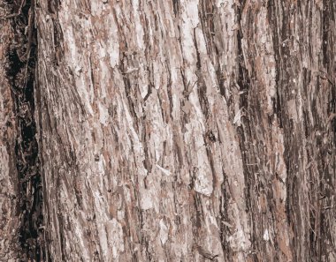 Cypress Ağacı Kabuğu Görüntü Arkaplanı Latince Cupressocyparis leylandii.