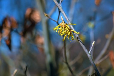 İlkbaharın başlarında açan sarı çiçekli Hamamelis intermedya.