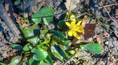 Ficaria verna 'nın parlak sarı çiçekleri baharın başlarında yeşil yaprakların arka planına karşı.