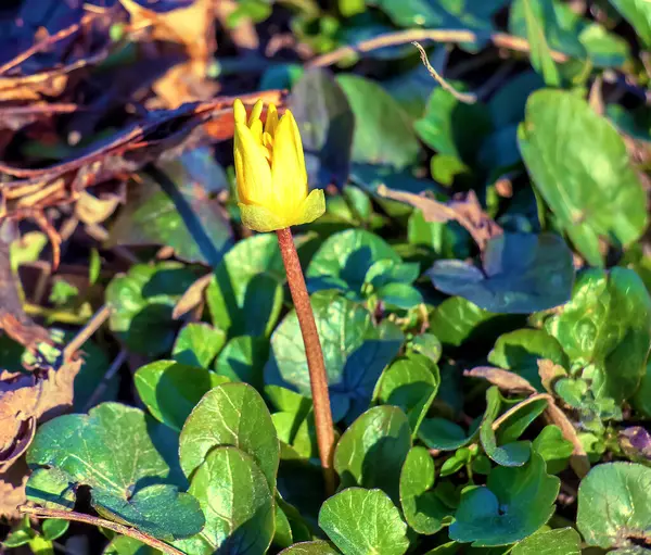 Jasně Žluté Květy Ficaria Verna Pozadí Zelených Listů Začátku Jara — Stock fotografie