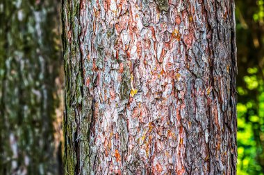 Pinus Nigra ağacının kabuğuna yakın çekim, Pinaceae ailesi..