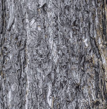 Pinus nigra ağacının kabuğunun resmi, Pinaceae ailesi..