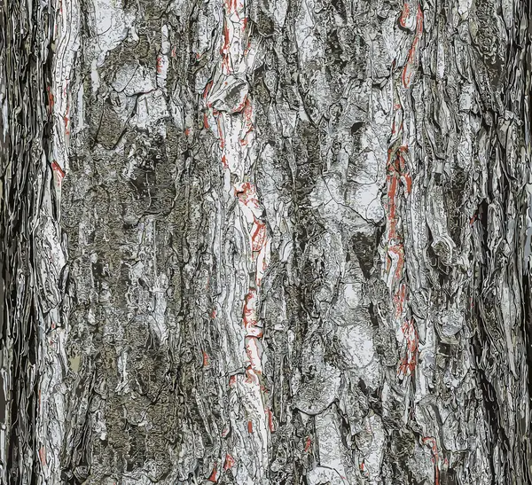 Pinus nigra ağacının kabuğunun resmi, Pinaceae ailesi..