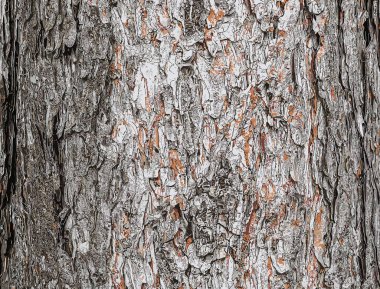 Vector illustration of a background of the bark of a Pinus nigra tree, family Pinaceae. clipart