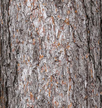 Vector illustration of a background of the bark of a Pinus nigra tree, family Pinaceae. clipart