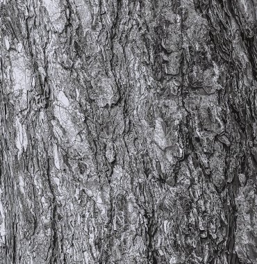 Pinus nigra ağacının kabuğunun vektör çizimi, Pinaceae ailesi..