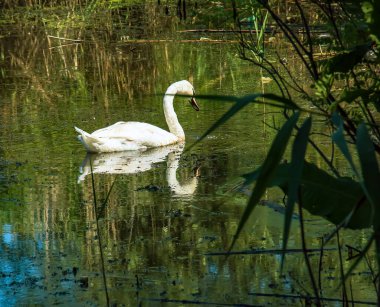 Nehirde beyaz kuğu. Suyun yüzeyindeki yansımalar..