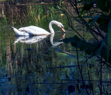 Nehirde beyaz kuğu. Suyun yüzeyindeki yansımalar..