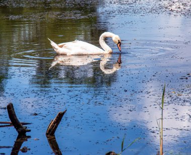 Nehirde beyaz kuğu. Suyun yüzeyindeki yansımalar..