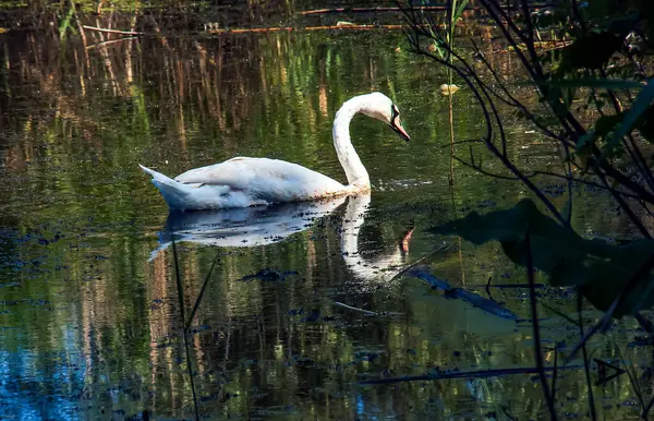 White Swan River Reflections Surface Water — Stock Photo, Image