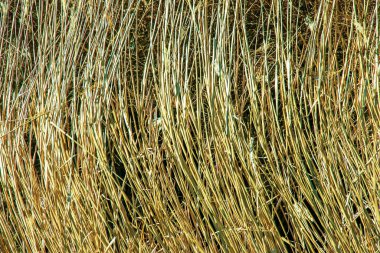 Kuru ot arka planı. Miscanthus Sinensis 'in kuru panikleri ilkbaharın başlarında rüzgarda sallanıyor..