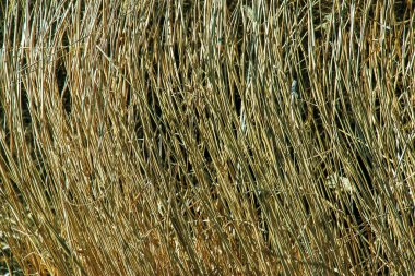 Kuru ot arka planı. Miscanthus Sinensis 'in kuru panikleri ilkbaharın başlarında rüzgarda sallanıyor..