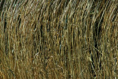 Kuru ot arka planı. Miscanthus Sinensis 'in kuru panikleri ilkbaharın başlarında rüzgarda sallanıyor..