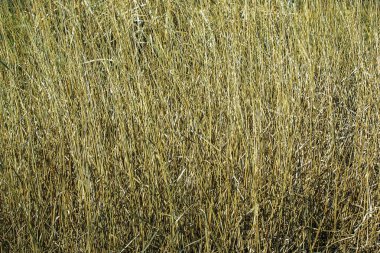 Kuru ot arka planı. Miscanthus Sinensis 'in kuru panikleri ilkbaharın başlarında rüzgarda sallanıyor..