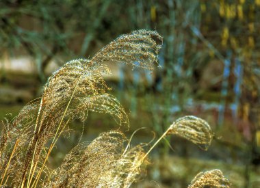 Kuru ot arka planı. Miscanthus Sinensis 'in kuru panikleri ilkbaharın başlarında rüzgarda sallanıyor..