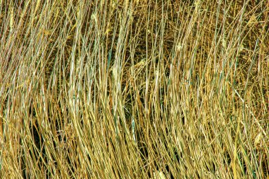 Kuru ot arka planı. Miscanthus Sinensis 'in kuru panikleri ilkbaharın başlarında rüzgarda sallanıyor..