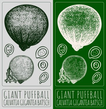 Vector drawing GIANT PUFFBALL. Hand drawn illustration. The Latin name is CALVATIA GIGANTEA BATSCH. clipart