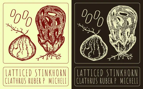 stock image Drawing LATTICED STINKHORN. Hand drawn illustration. The Latin name is CLATHRUS RUBER P MICHELI.