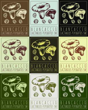 Farklı renklerde BLANCACCIO çizen vektör kümesi. El çizimi çizimi. Latince adı LACTARIUS PIPERATUS SW.