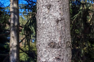 İskoç ladin ağacının gövde kabuğunun dokusu Pikea abies. Doğa teni arkaplanı.