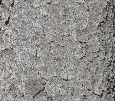 Vector illustration of the bark texture of the trunk of Norway spruce Picea abies. Nature skin background. clipart
