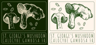 George 'un Müzesi' nde çizim yapıyorum. El çizimi çizimi. Latince adı CALOCYBE GAMBOSA FR.