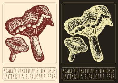 AGARICUS LACTIFLUUS FLEXUOSUS 'un vektör çizimi. El çizimi çizimi. Latince adı LACTARIUS FLEXUOSUS PERS.