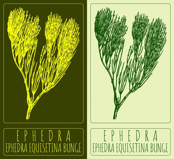 Малюнок Ephedra Рука Намальована Ілюстрація Латинська Назва Ephedra Equisetina Bunge — стокове фото