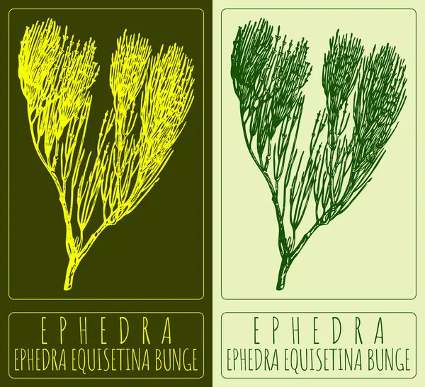 Векторний Малюнок Ephedra Рука Намальована Ілюстрація Латинська Назва Ephedra Equisetina — стоковий вектор