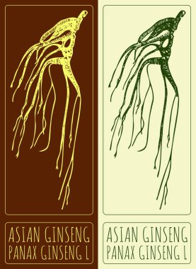 Asya zencefili çiziyor. El çizimi çizimi. Latince adı PANAX GINSENG L.