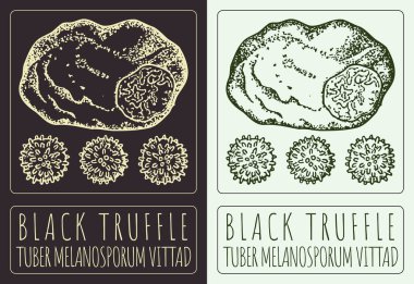 Siyah süslemeler çiziyorum. El çizimi çizimi. Latince adı TÜBER MELANOSPORUM VITTAD.