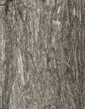 Platycladus orientalis 'in kabuk dokusunun gösterimi, thuja sinensis, thuja orientalis veya biota olarak da bilinir..