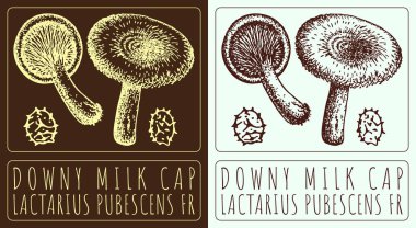 Vector drawing DOWNY MILK CAP. Hand drawn illustration. The Latin name is LACTARIUS PUBESCENS FR. clipart