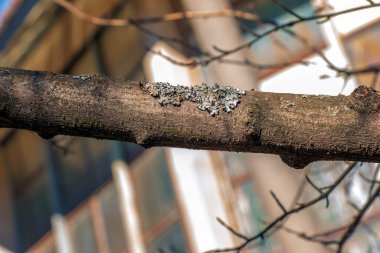 Exochorda ağaç kabuğunun arkaplan ve dokusu.