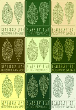 Set of drawing BEARBERRY LEAF in various colors. Hand drawn illustration. The Latin name is ARCTOSTAPHYLOS UVA-URSI L. clipart