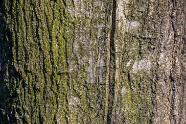 Quercus coccinea kabuk arka planı. Meşe kabuğu dokusu.