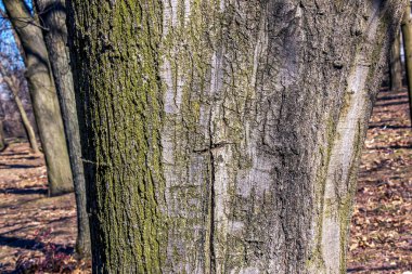 Quercus coccinea kabuk arka planı. Meşe kabuğu dokusu.