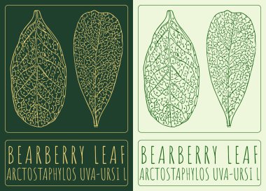 Vector drawing BEARBERRY LEAF. Hand drawn illustration. The Latin name is ARCTOSTAPHYLOS UVA-URSI L. clipart