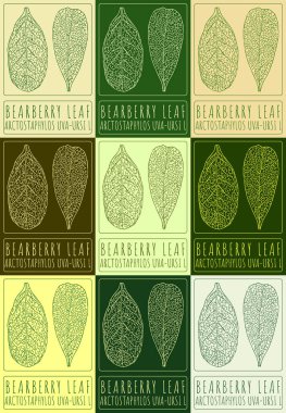Set of vector drawing BEARBERRY LEAF in various colors. Hand drawn illustration. The Latin name is ARCTOSTAPHYLOS UVA-URSI L. clipart