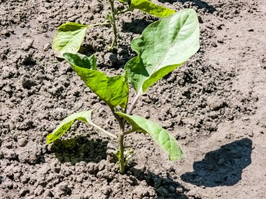 Bahçe yatağında yetişen organik patlıcanlar. Sağlıklı yeme kavramı.