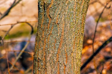 Altın yağmur ağacı kabuğu detayı - Latince adı - Koelreuteria paniculata.