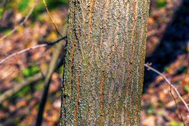 Altın yağmur ağacı kabuğu detayı - Latince adı - Koelreuteria paniculata.