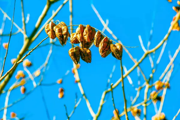 Koelreuteria Paniculata Дерево Квітка Навесні Жовті Квіти Перетворилися Коричневі Насіння — стокове фото