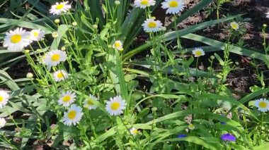 Papatya Matricaria çiçek açıyor. Papatya çiçeklerinin taze başlarıyla güzel bir doğa sahnesi..