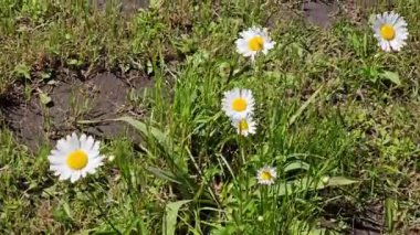 Papatya Matricaria çiçek açıyor. Papatya çiçeklerinin taze başlarıyla güzel bir doğa sahnesi..
