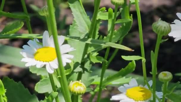 Rumianek Matricaria Kwitnie Piękna Scena Natury Świeżymi Głowami Stokrotki Kwiaty — Wideo stockowe